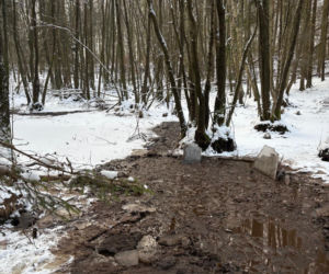 Krowa omal nie utonęła w bagnie. Z pomocą ruszyli strażacy