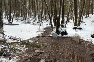 Krowa omal nie utonęła w bagnie. Z pomocą ruszyli strażacy
