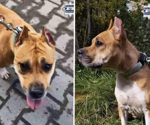 Amstaff porzucony w Dąbrowie Górniczej