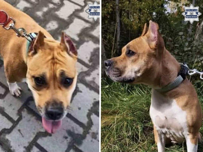 Amstaff porzucony w Dąbrowie Górniczej