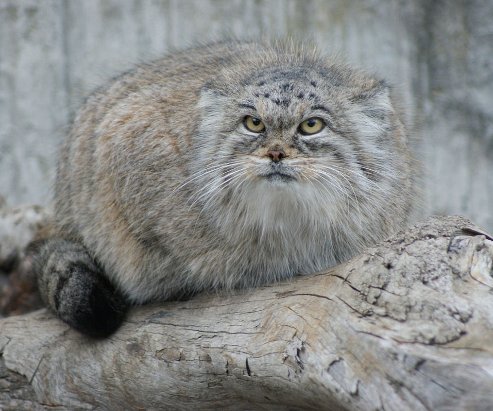 Manul stepowy