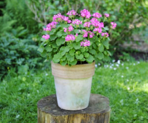 Rośliny w donicach na taras: geranium