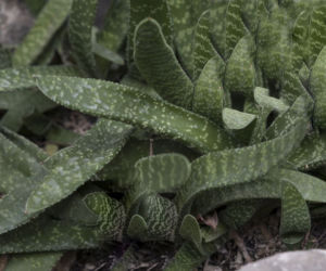 Gasteria