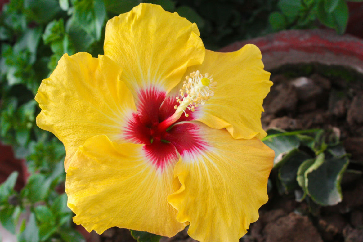 Hibiskus, róża chińska, ketmia