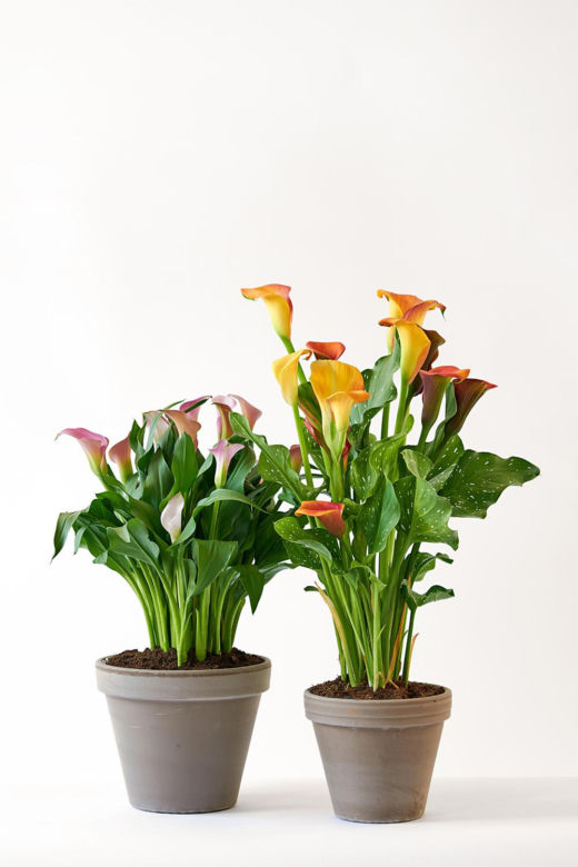 Kalia (Zantedeschia) 