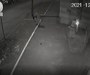 Palma przy siedzibie strostwa została zniszczona