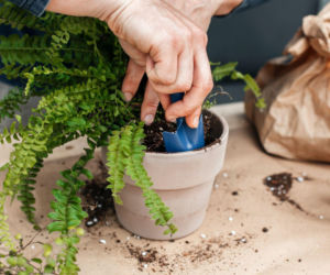 Przesadzanie paprotki nefrolepis