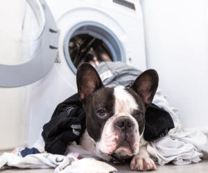 Wrzuć 1 wałek do pralki, jeśli masz psa i nastaw pranie. Ubrania i tekstylia będą idealnie czyste. Zbierze wszystkie kłaki i sierść. Jak pozbyć się sierści podczas prania?