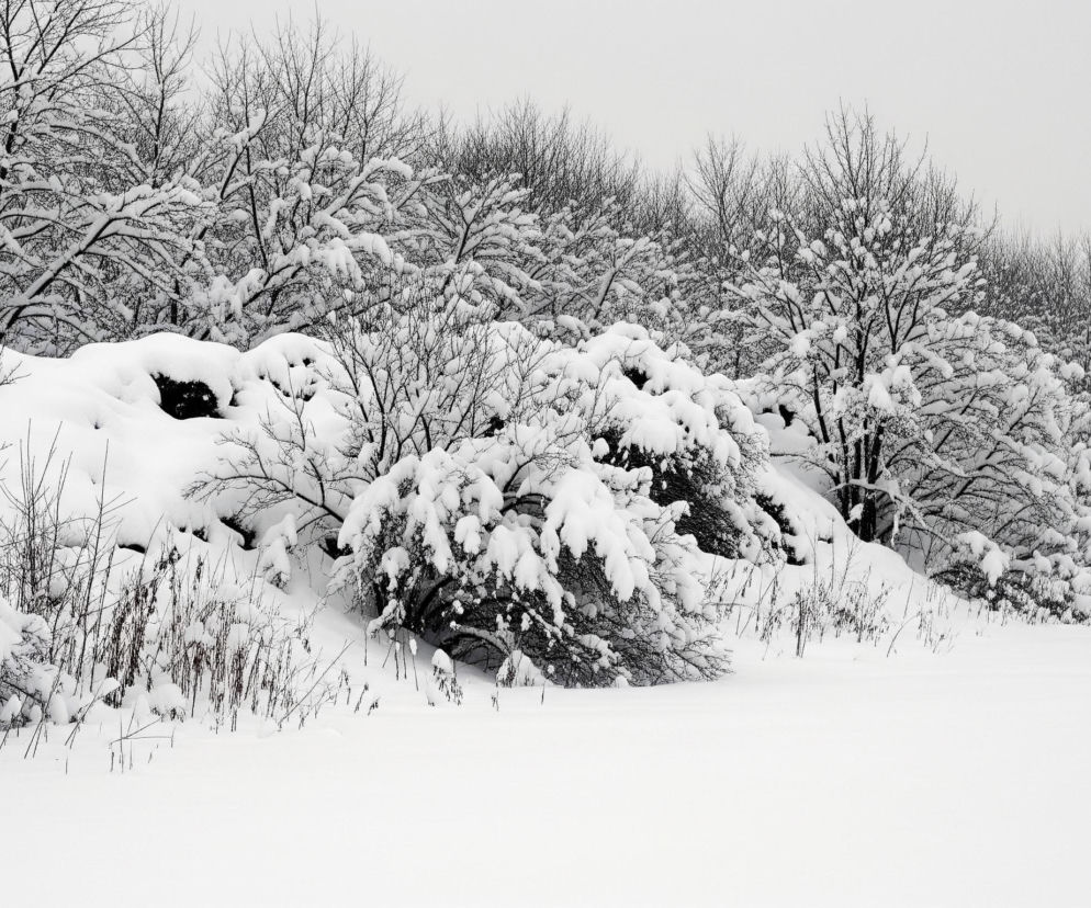 Zimowy krajobraz z całkowicie zasypanym śniegiem terenem. Dolną połowę kompozycji zajmuje płaska, biała powierzchnia pokryta świeżym puchem. W środkowej części widoczne są niskie krzewy i zarośla, również obficie pokryte białym śniegiem, tworzącym grube czapy na gałęziach. Za nimi, w tle, znajduje się gęsty las z drzewami o nagich, ciemnych gałęziach, które kontrastują z białym śniegiem i jasnym, jednolitym, szarym niebem rozciągającym się nad całością.