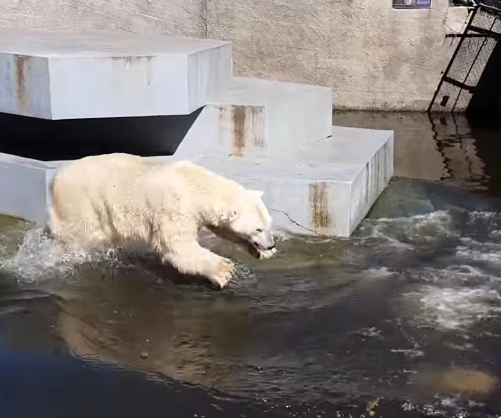 Harce w ZOO. Niedźwiedzie polarne poczuły już wiosnę