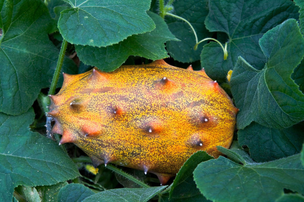 ogórek kiwano