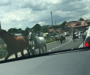Szaleńczy rajd koni na trasie Kraków-Warszawa