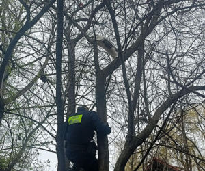 Dramat kocurka pod krakowskim szpitalem. Finał akcji strażników wywołuje uśmiech