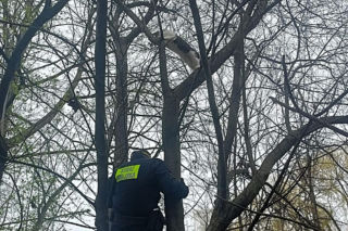 Dramat kocurka pod krakowskim szpitalem. Finał akcji strażników wywołuje uśmiech