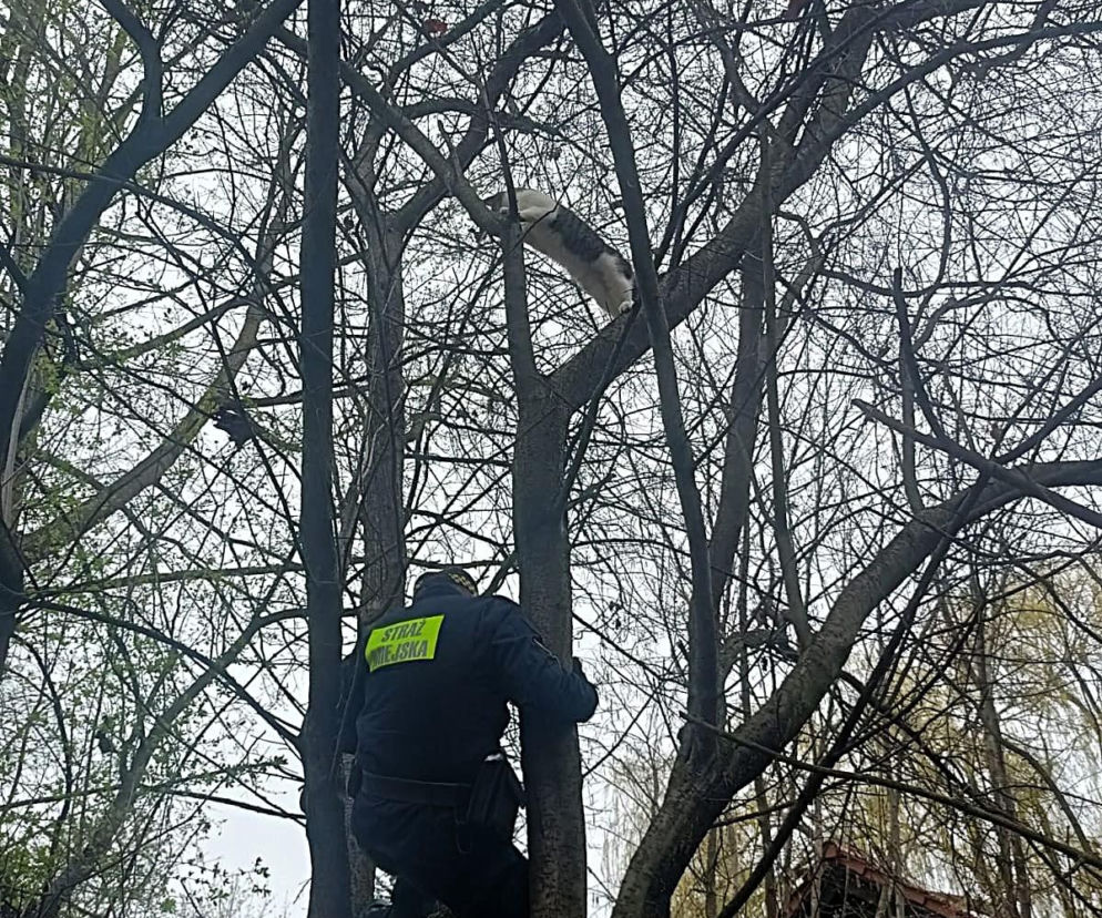 Dramat kocurka pod krakowskim szpitalem. Finał akcji strażników wywołuje uśmiech