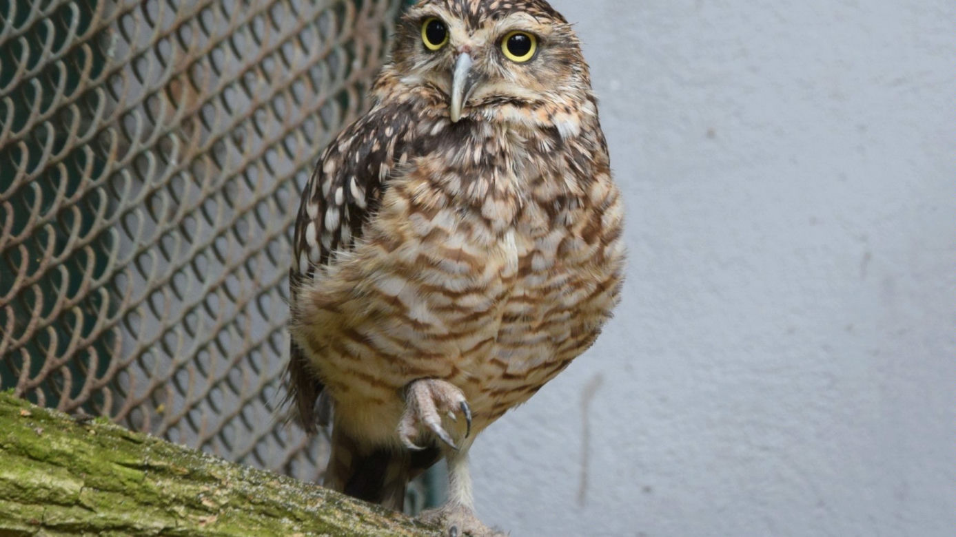 Oto nowi mieszkańcy ZOO w Poznaniu