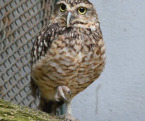 Oto nowi mieszkańcy ZOO w Poznaniu