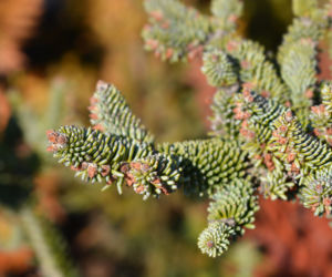 Jodła hiszpańska 'Glauca' 