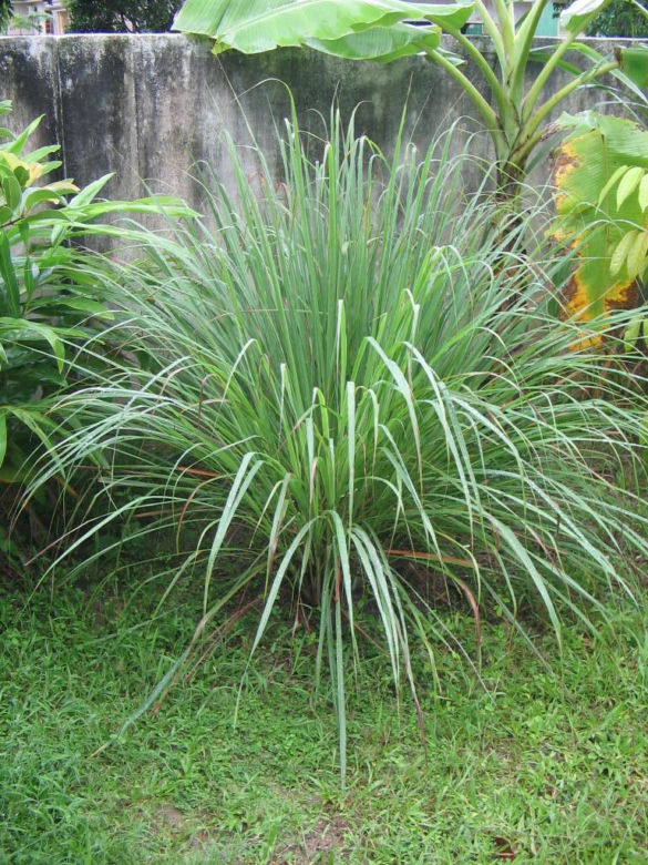 Trawa cytrynowa