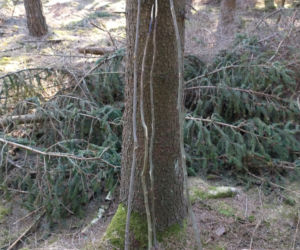Rozpalili ognisko w lesie, żeby upiec kiełbaski. Mogło spłonąć 150 ha cennego lasu