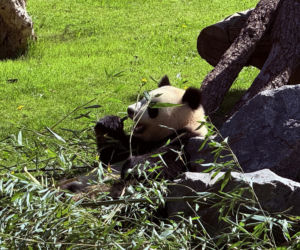 Pandy ZOO Berlin