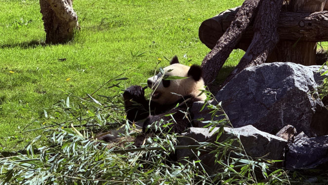 Pandy ZOO Berlin