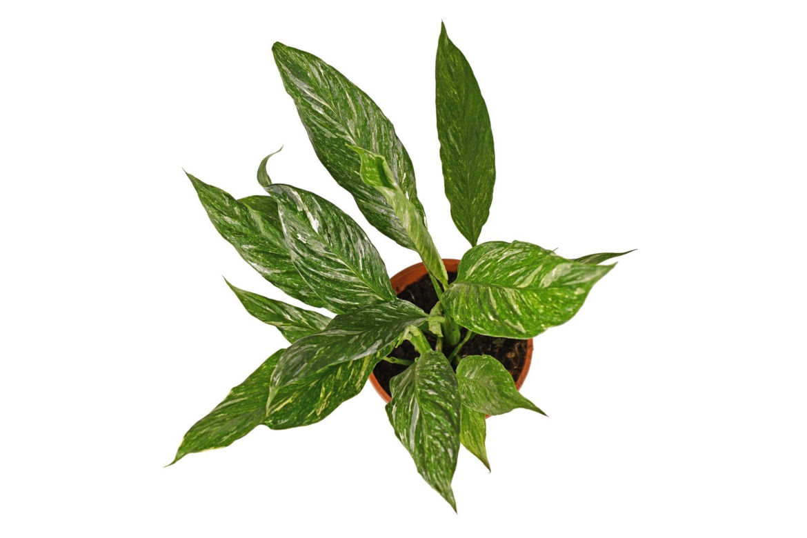 Skrzydłokwiat 'Diamond Variegata'