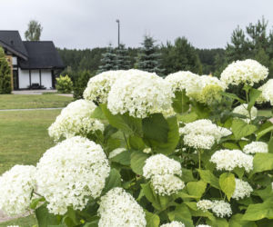 Hortensja krzewiasta: kiedy i jak ją przycinać? Jak o nią dbać?