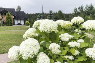 Hortensja krzewiasta: kiedy i jak ją przycinać? Jak o nią dbać?