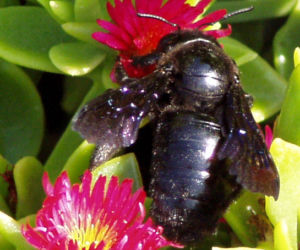 Zadrzechnia fioletowa