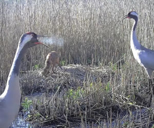 Zjadł dzieci na oczach rodziców