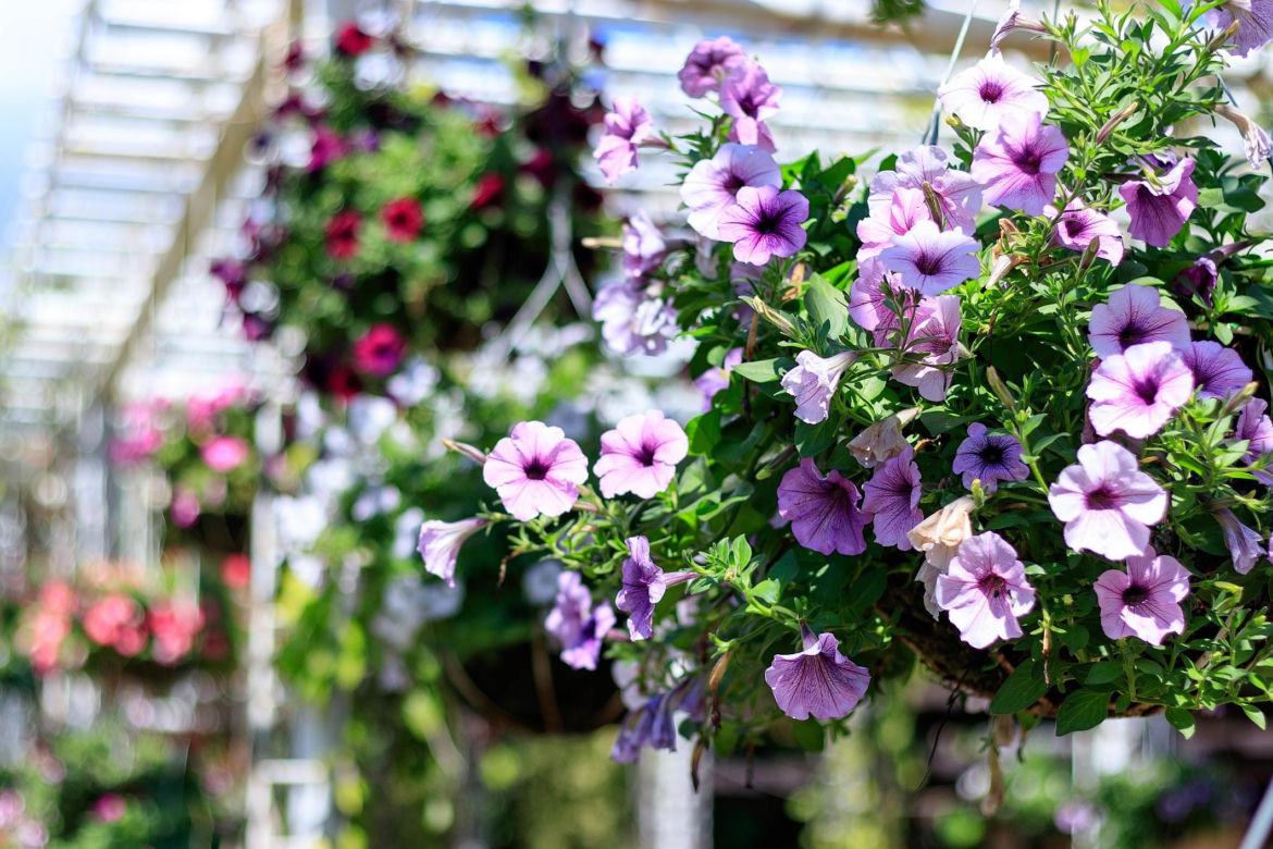 Petunia