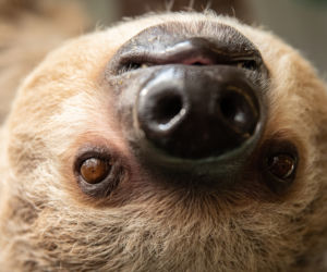 We wrocławskim zoo urodził się pierwszy leniwiec
