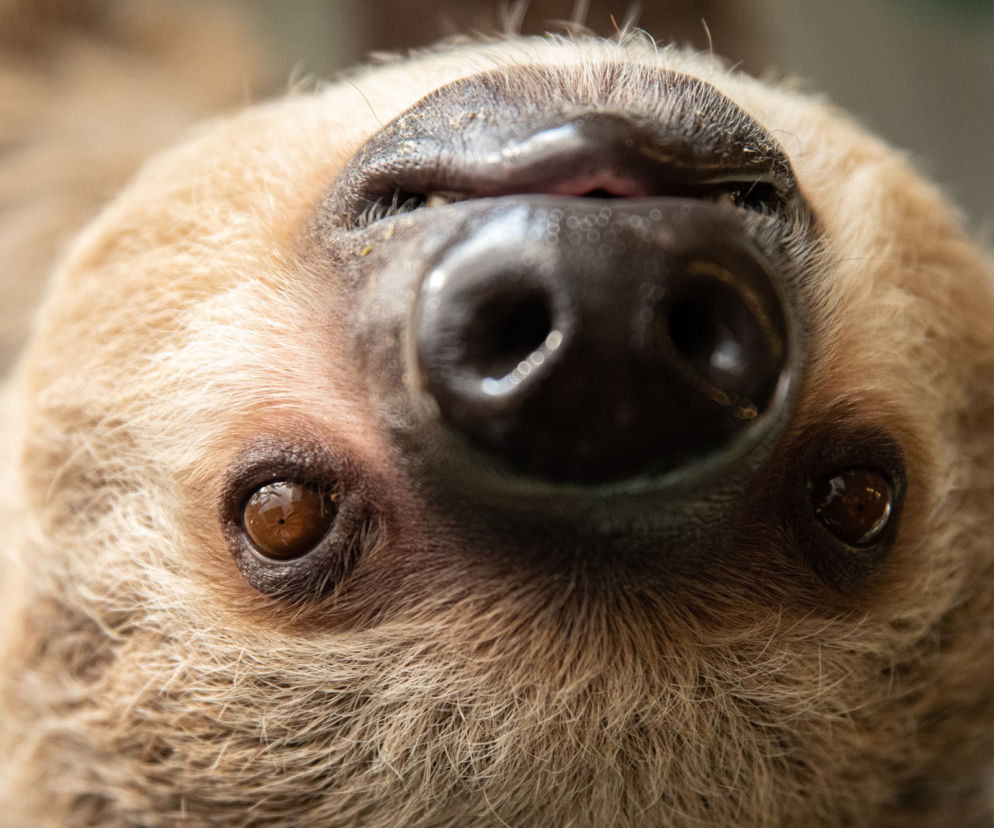 We wrocławskim zoo urodził się pierwszy leniwiec