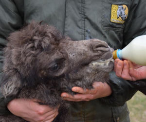 W poznańskim zoo urodził się mały wielbłąd.