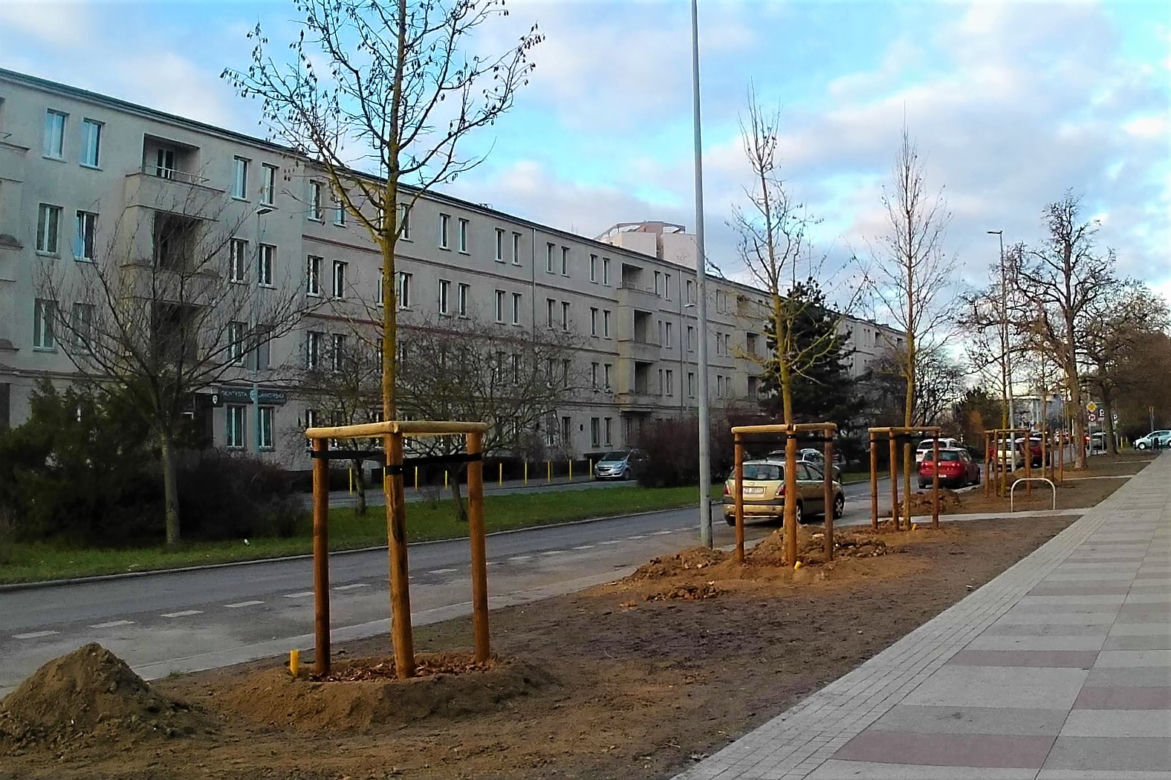 Drzewa powróciły na aleję Bohaterów Warszawy