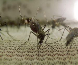 KOMAR – ŚMIERTELNY WRÓG CZŁOWIEKA  MOSQUITO