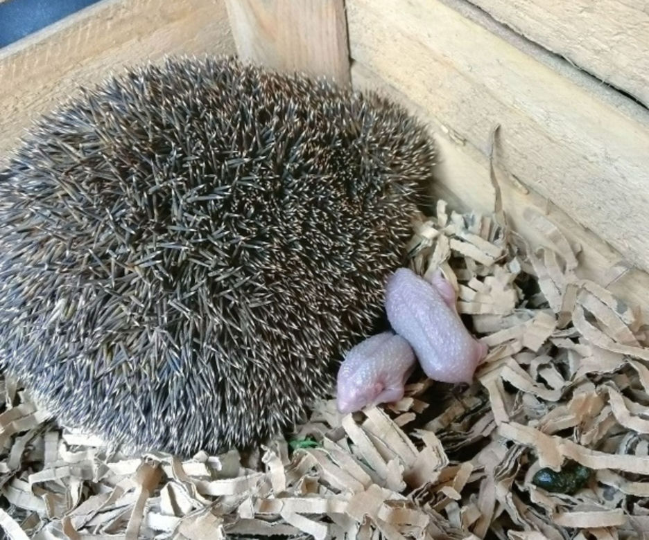 Straż miejska odebrała poród u jeża. Nietypowa interwencja w Elblągu [ZDJĘCIA]