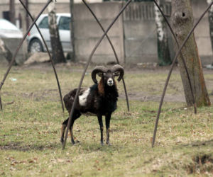 muflon