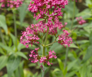 Ostrogowiec czerwony