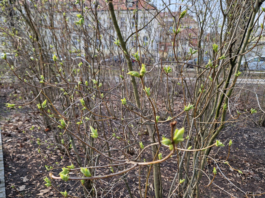 Park Kochanowskiego w Bydgoszczy, czyli serce bydgoskiej Dzielnicy Muzycznej!
