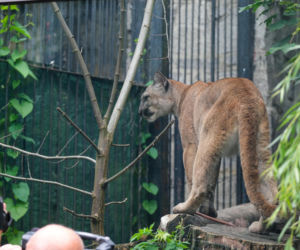 Trzymał w domu pumę. Został skazany