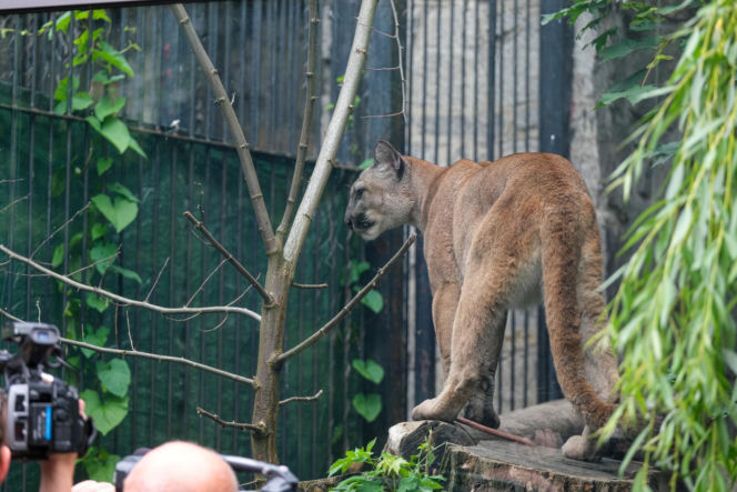 Trzymał w domu pumę. Został skazany