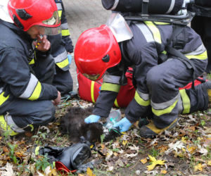Reanimacja kotka w Olsztynie