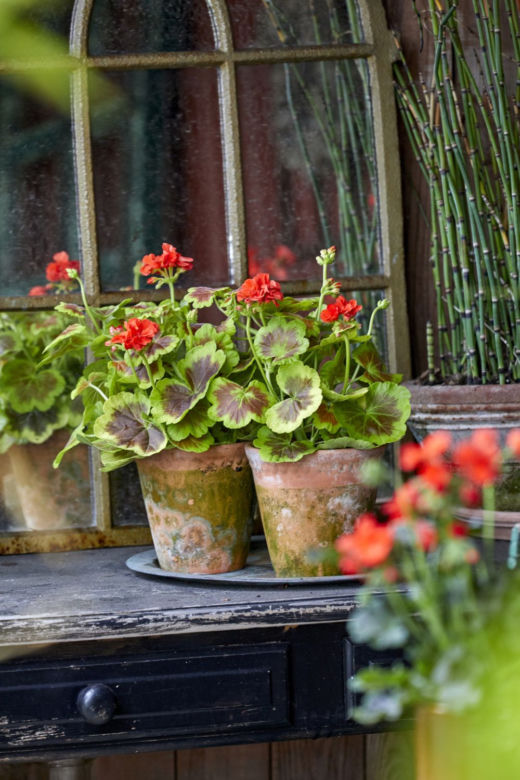 Pelargonie w stylu vintage