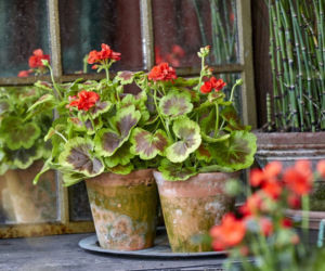 Pelargonie w stylu vintage