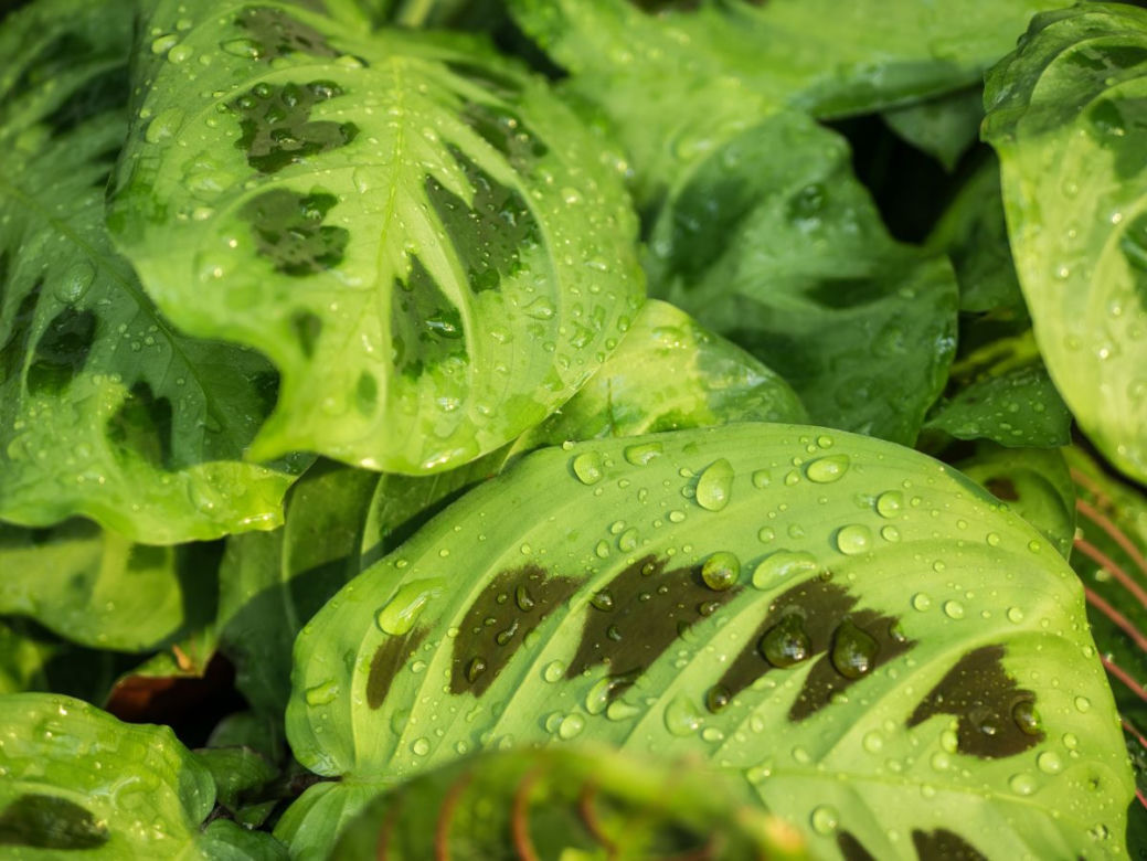 Maranta