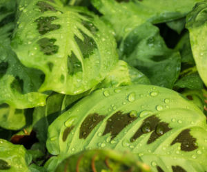 Maranta leuconeura