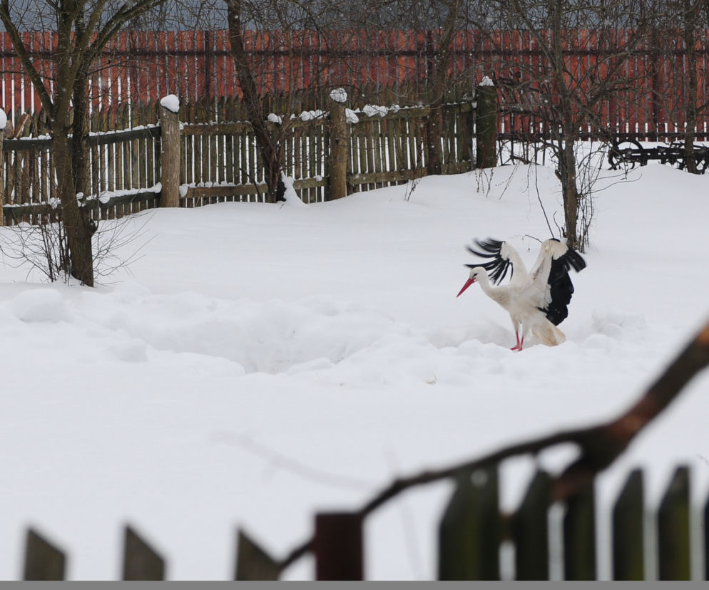 Bocian