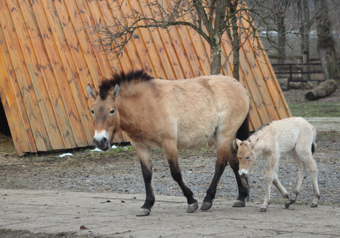 Mały konik Przewalskiego w Warszawskim ZOO